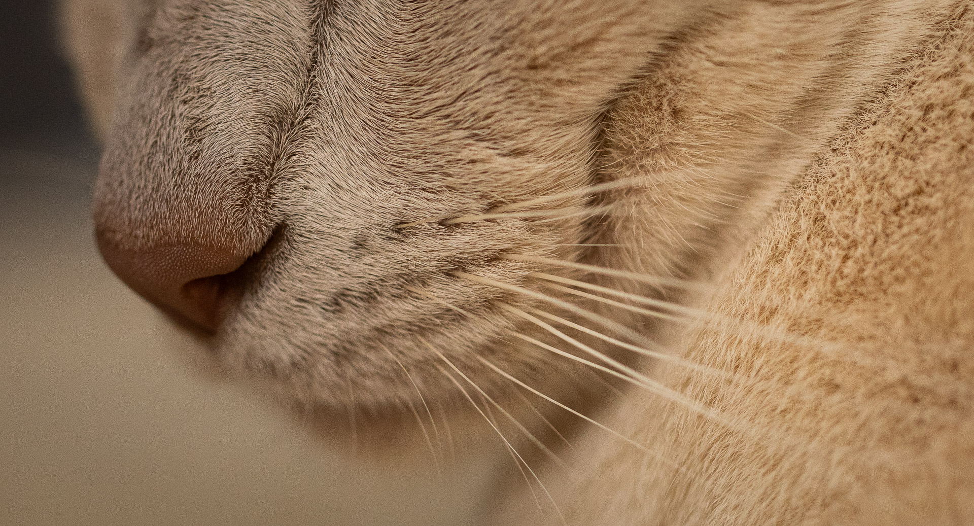 Nosey