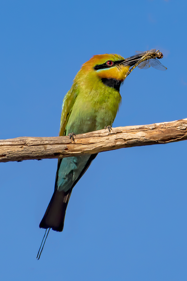 Rainbow Bee Eater