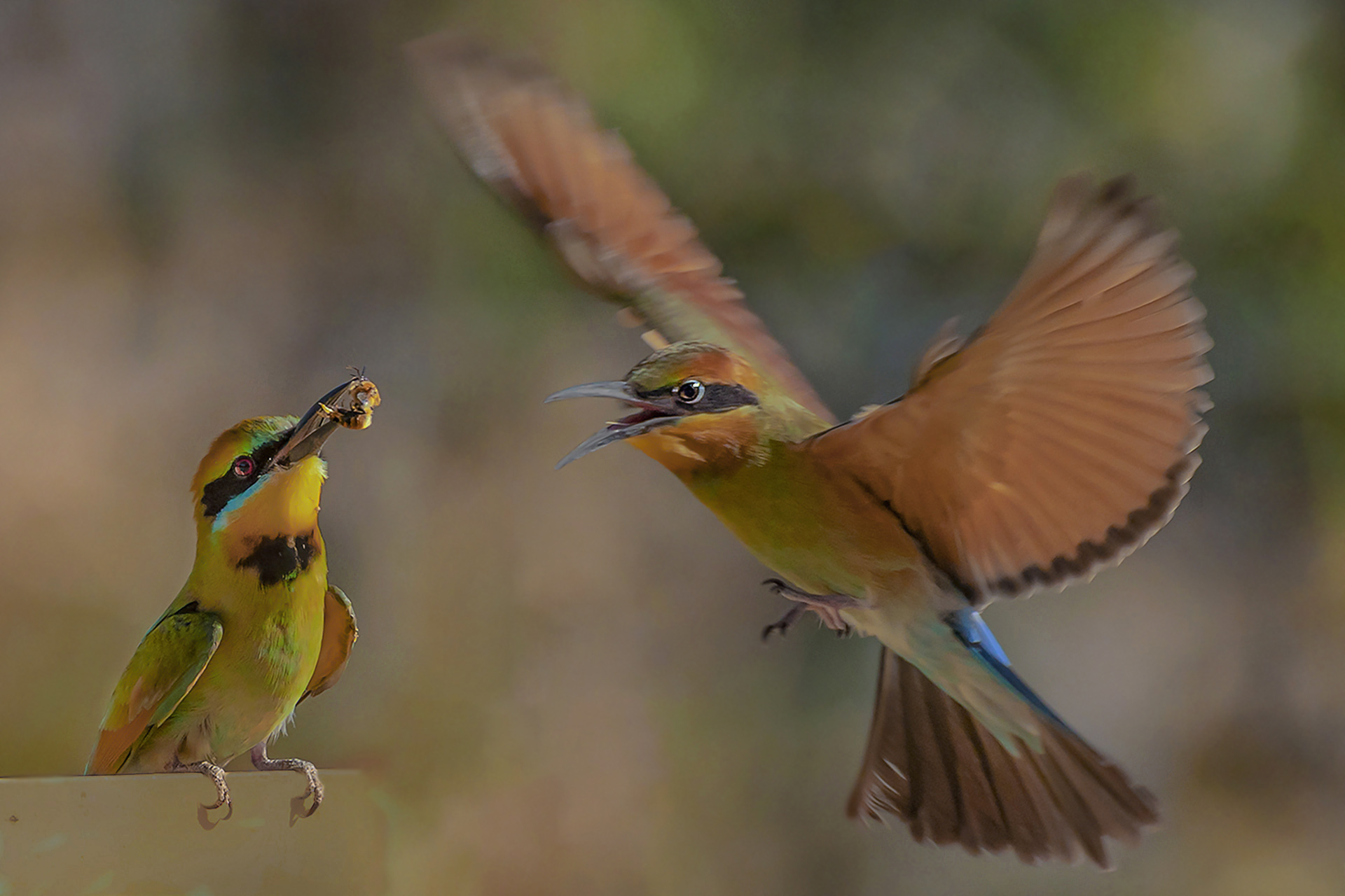 Juvenile Feeding