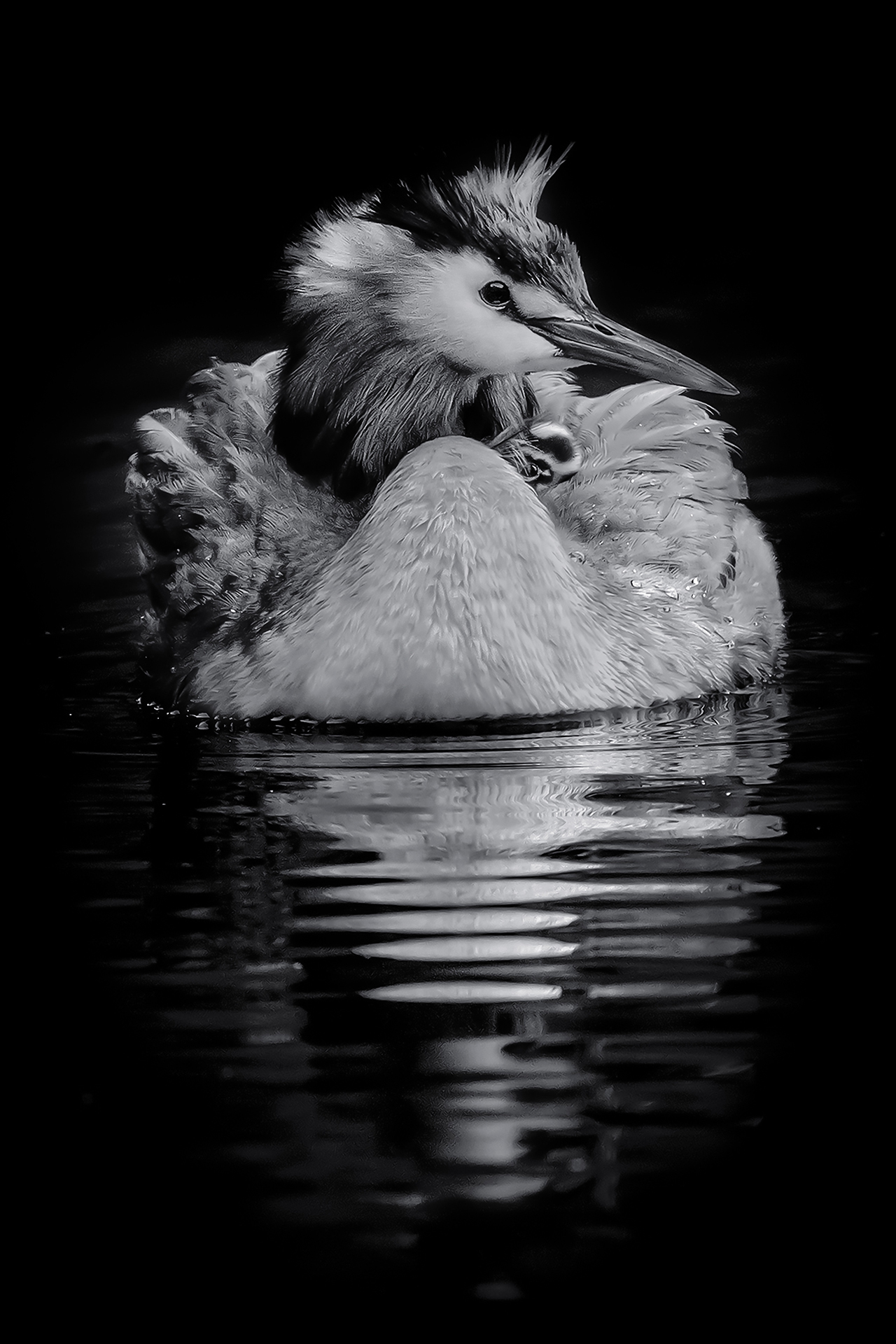 Great Grebe with Chick