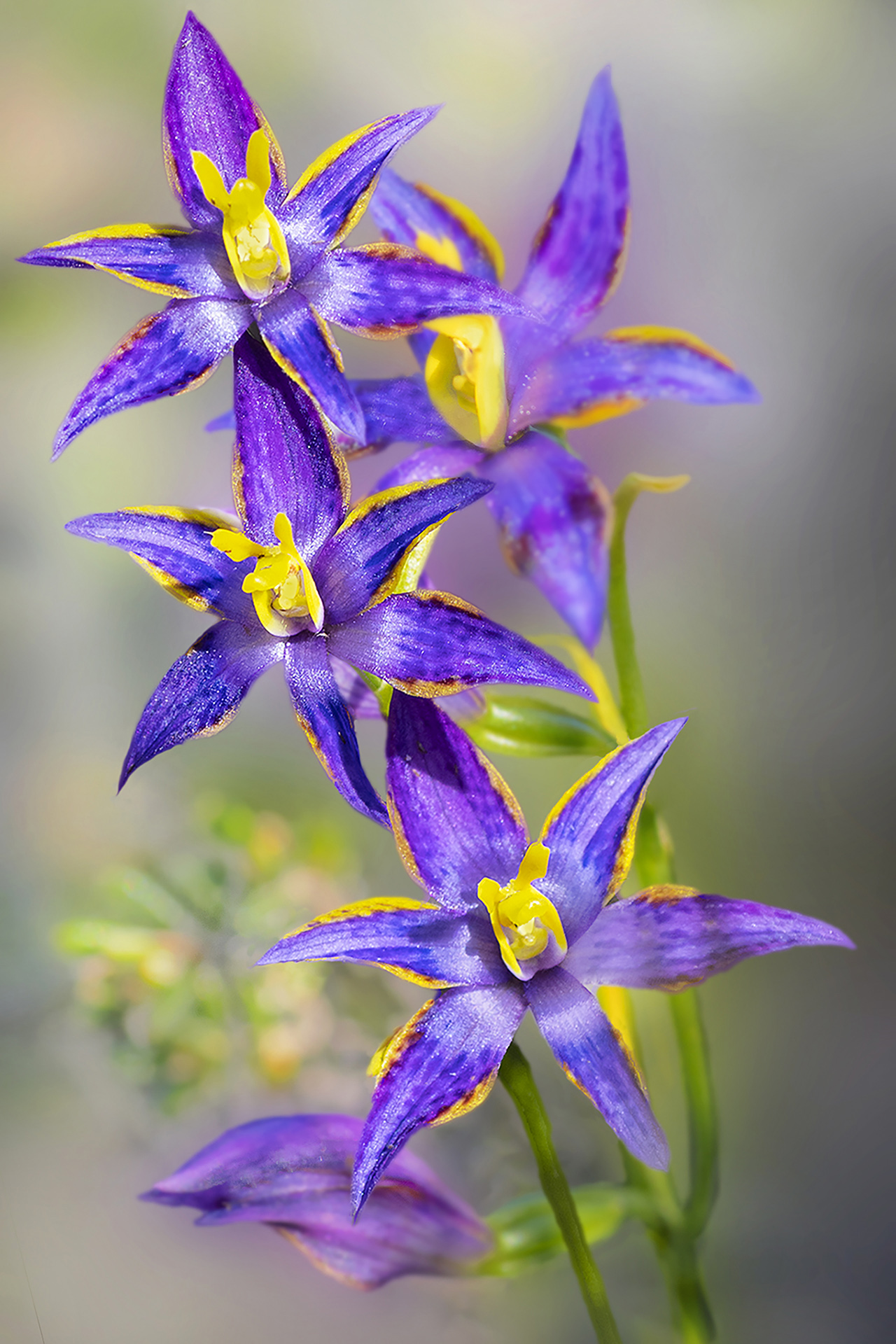 Holy Grail of Orchids