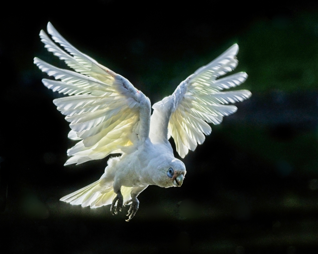 In Flight