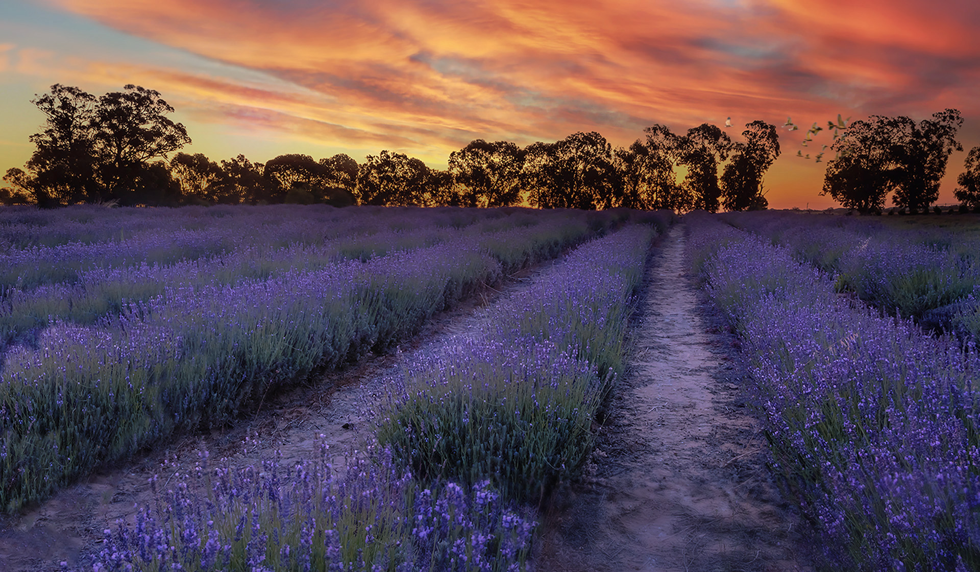 Lavender Fields