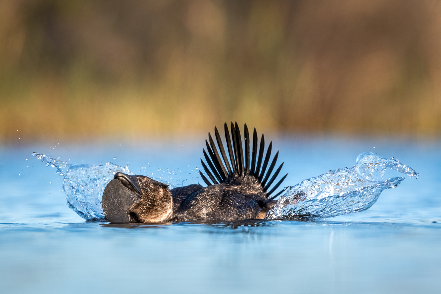 Making a Splash