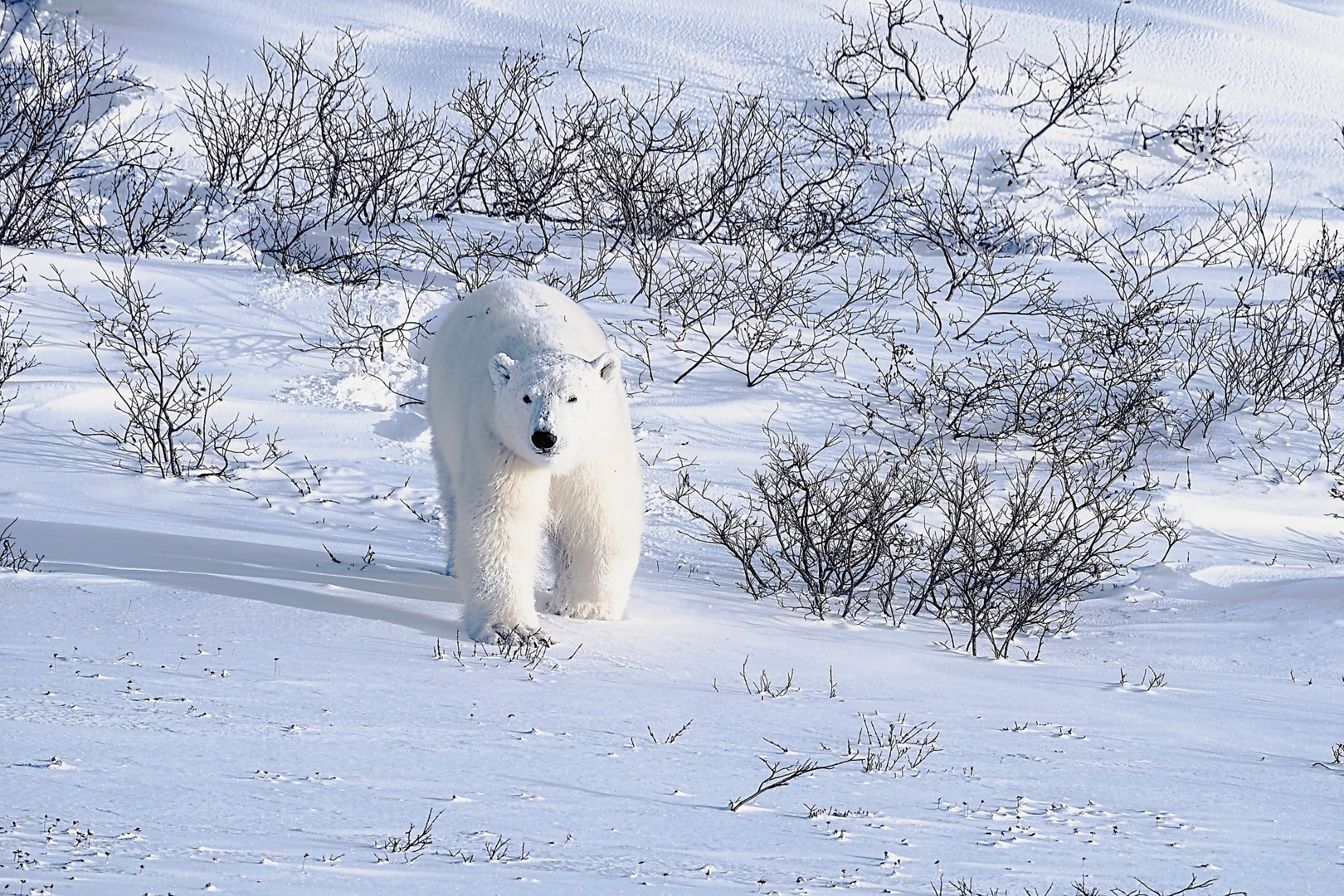 Polar Bear