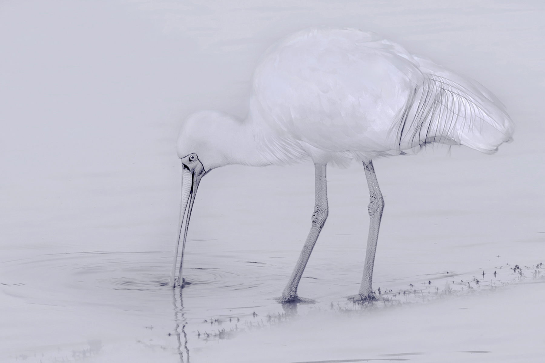 Spoonbill