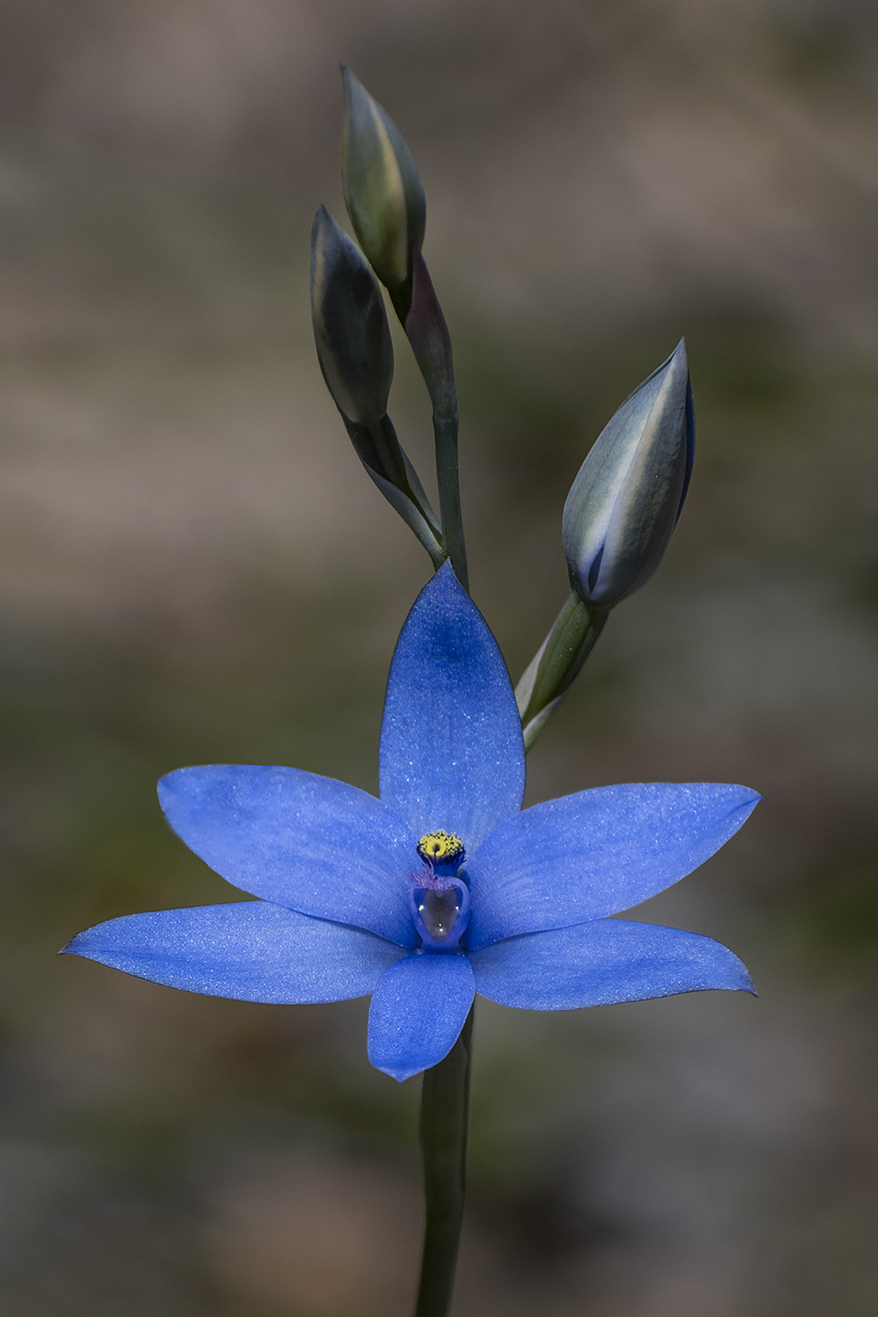 Blue Lady Orchid