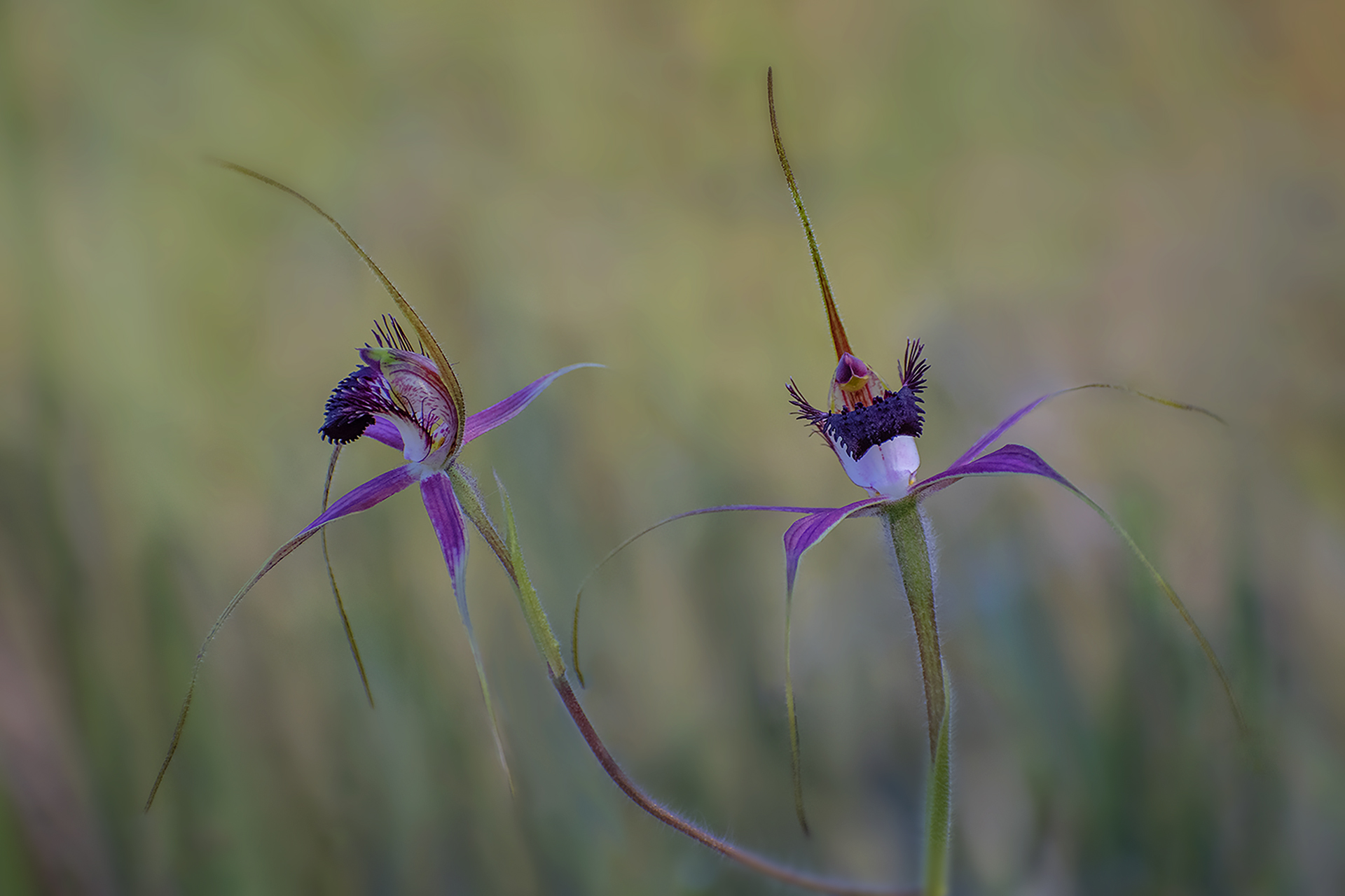 The Carousel Orchids