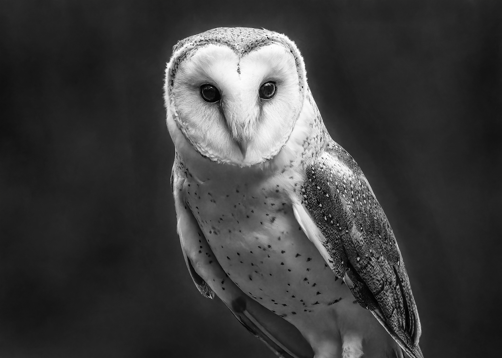 Big Eyed Barn Owl