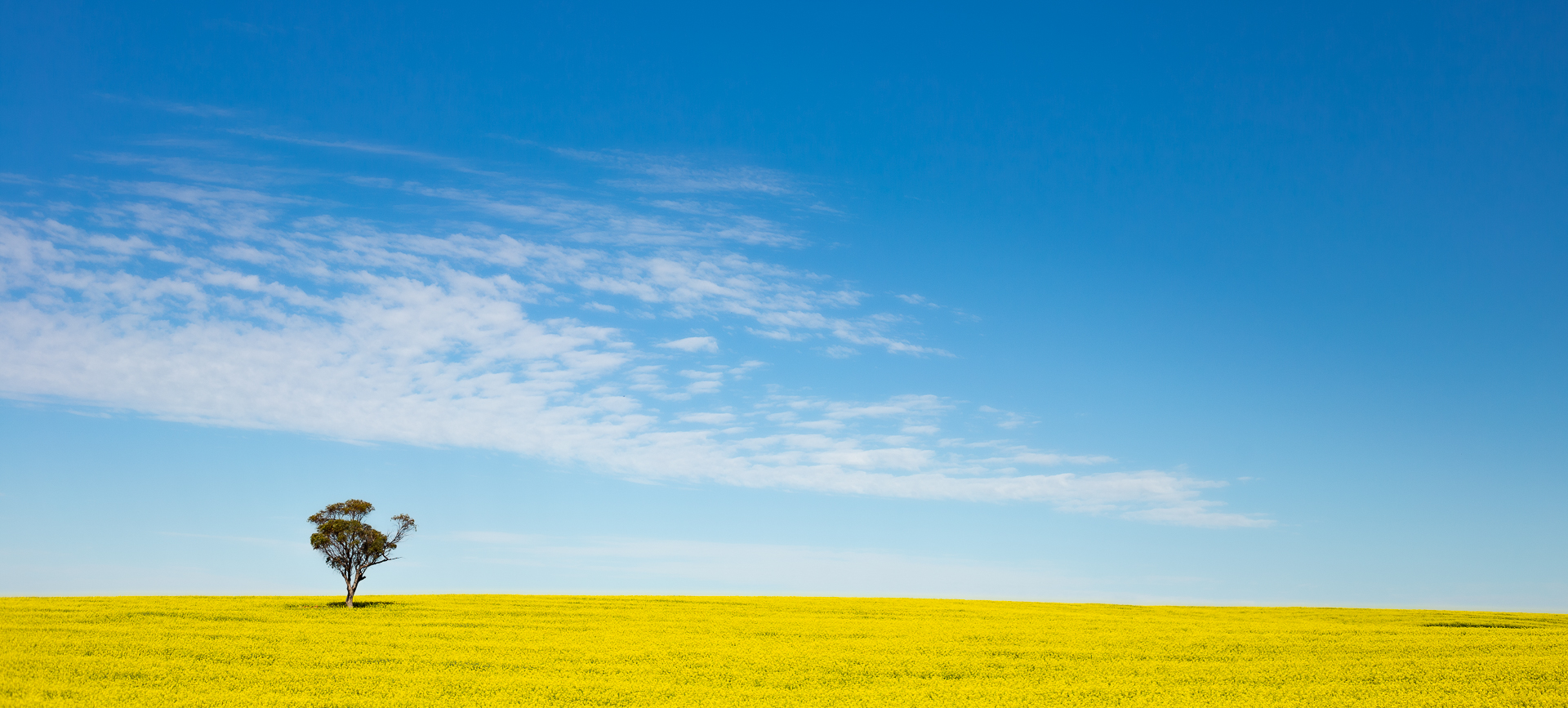 Canola