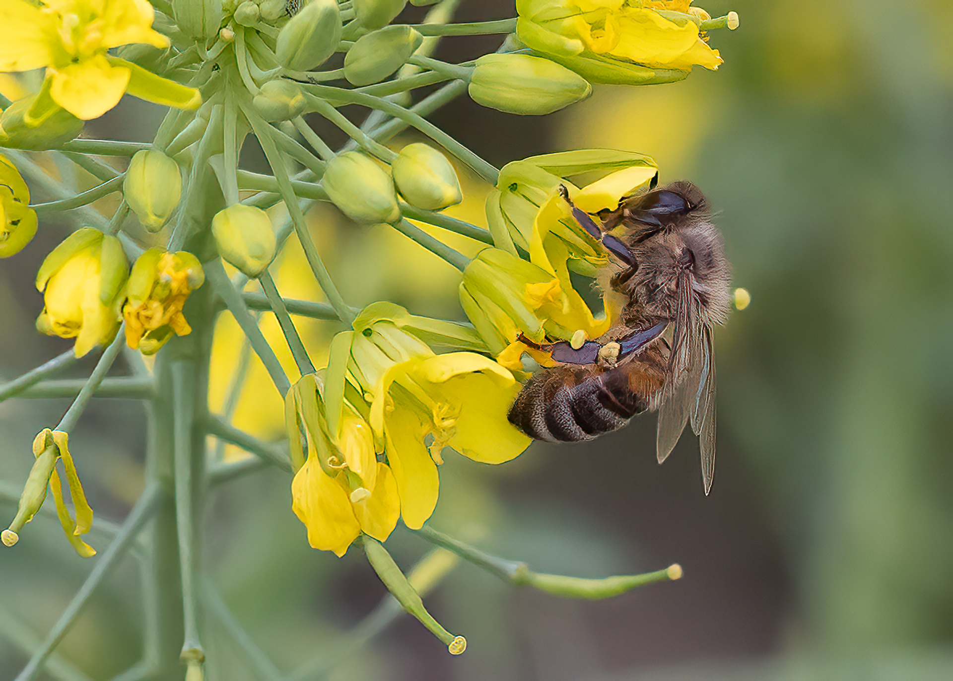 Busy Bee