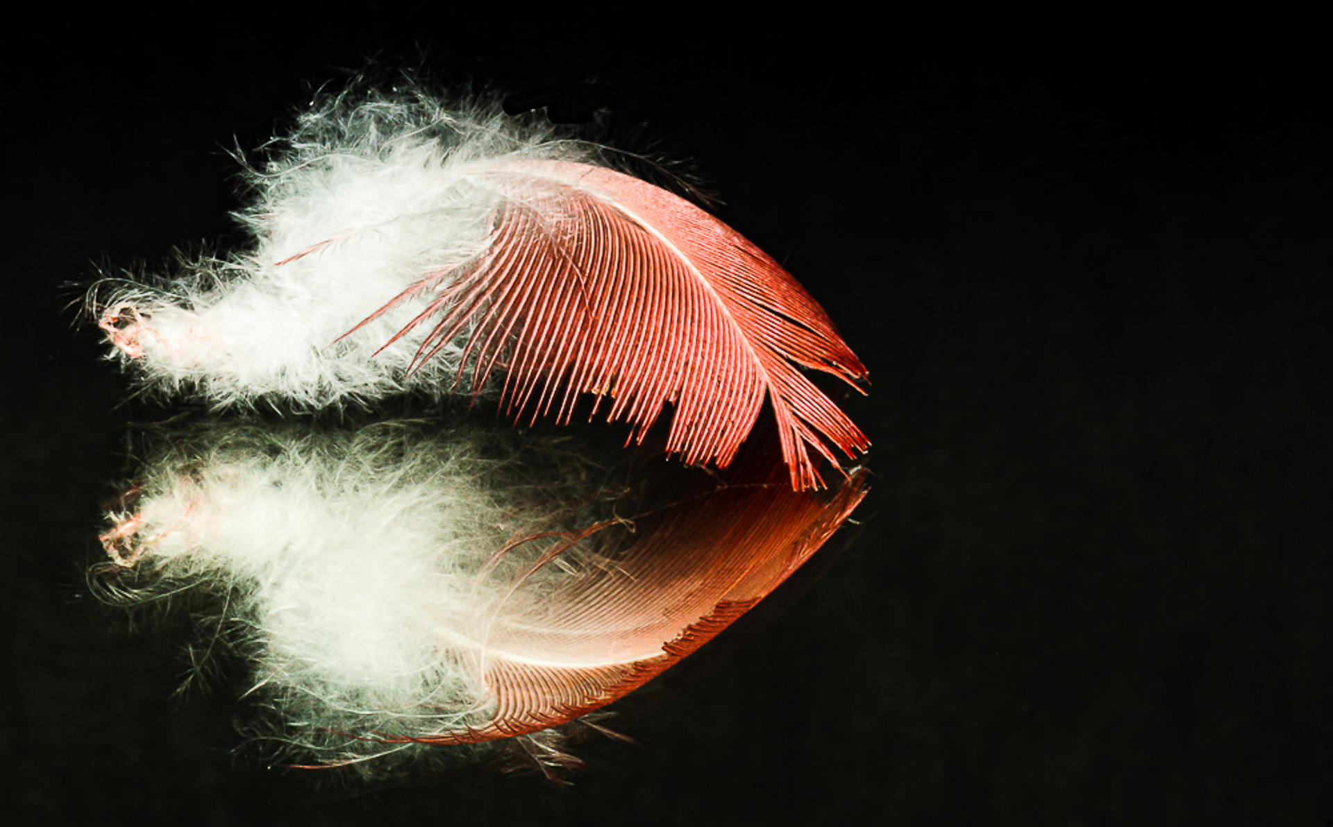 Pink Galah Feather