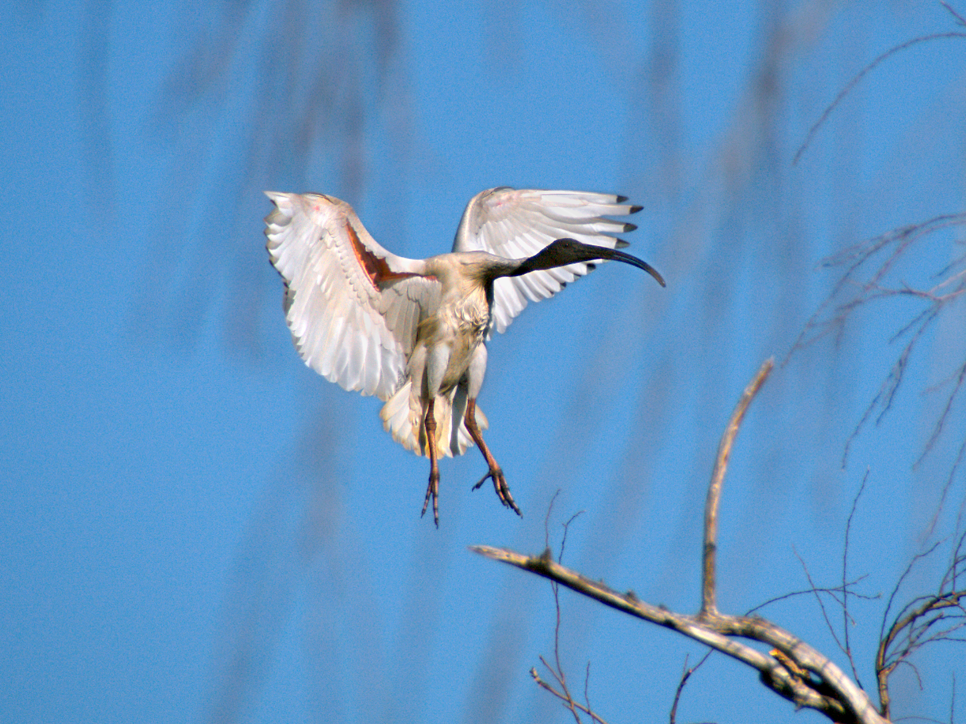 Ibis