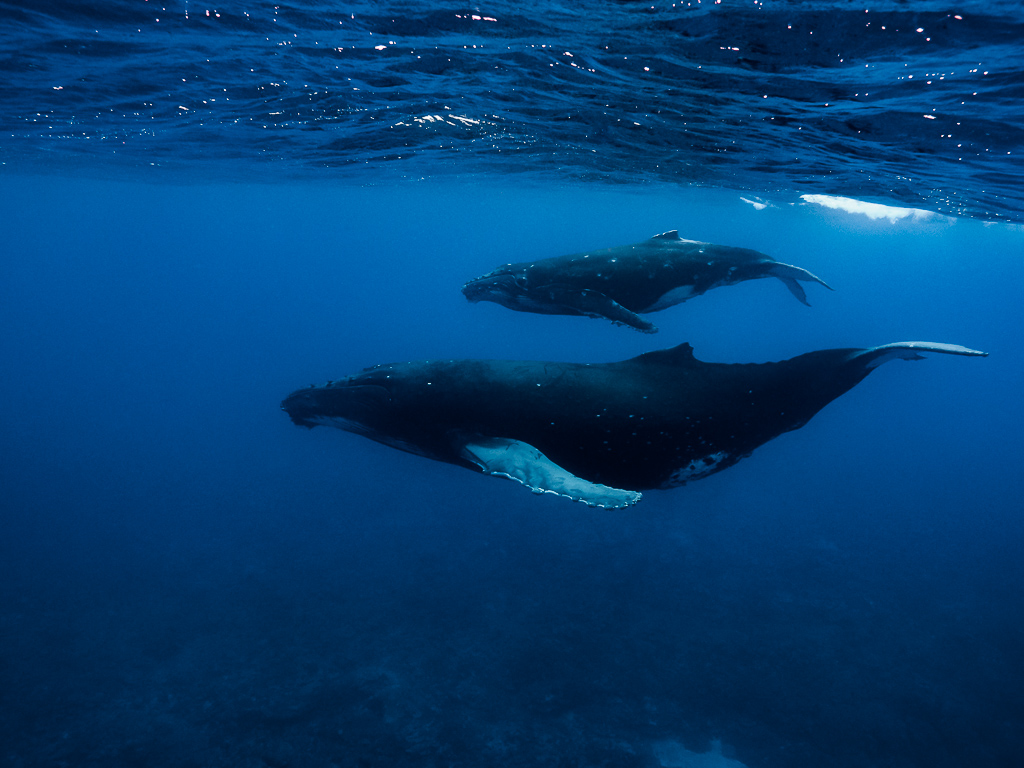 Mum & Calf