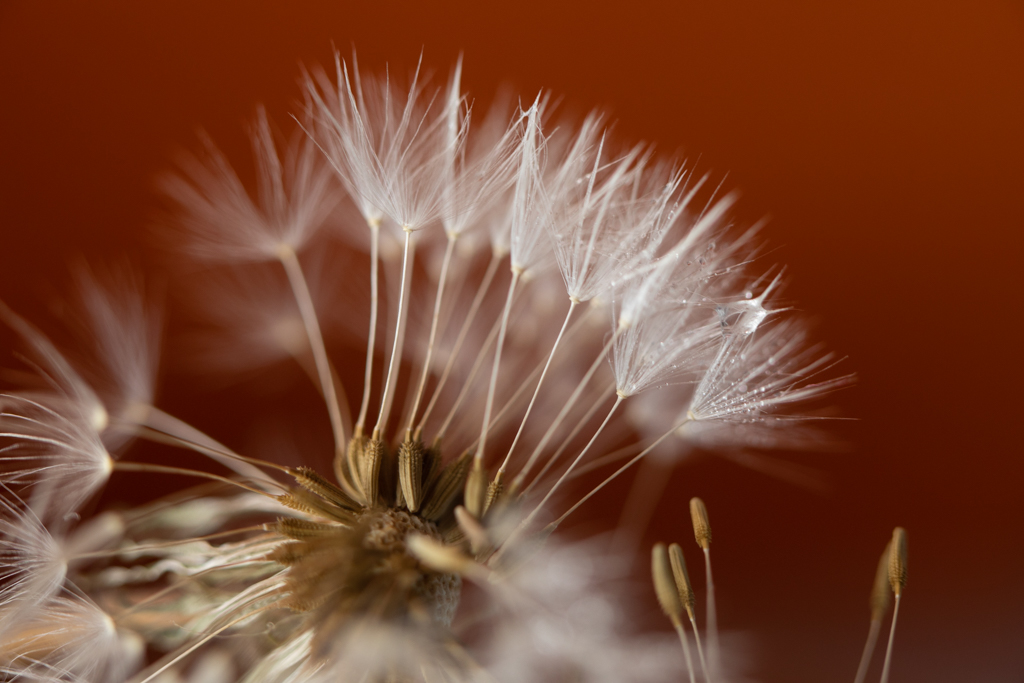 Dandelion