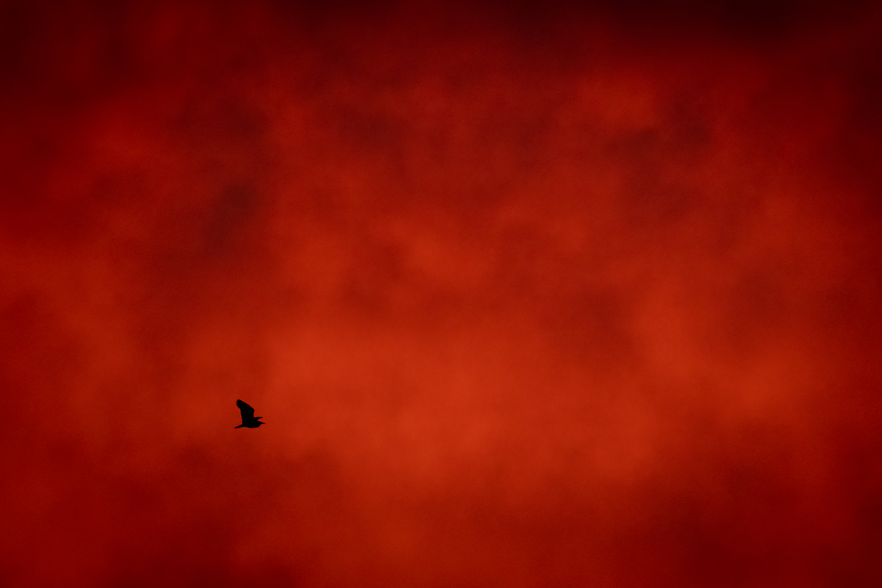 A Blood Red Sky