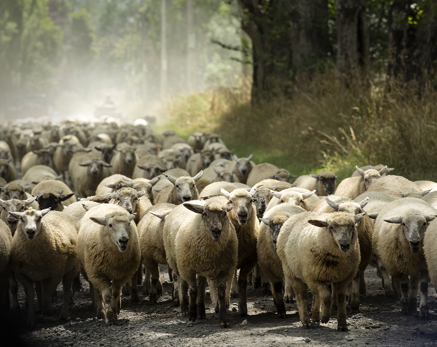 A New Zealand Road