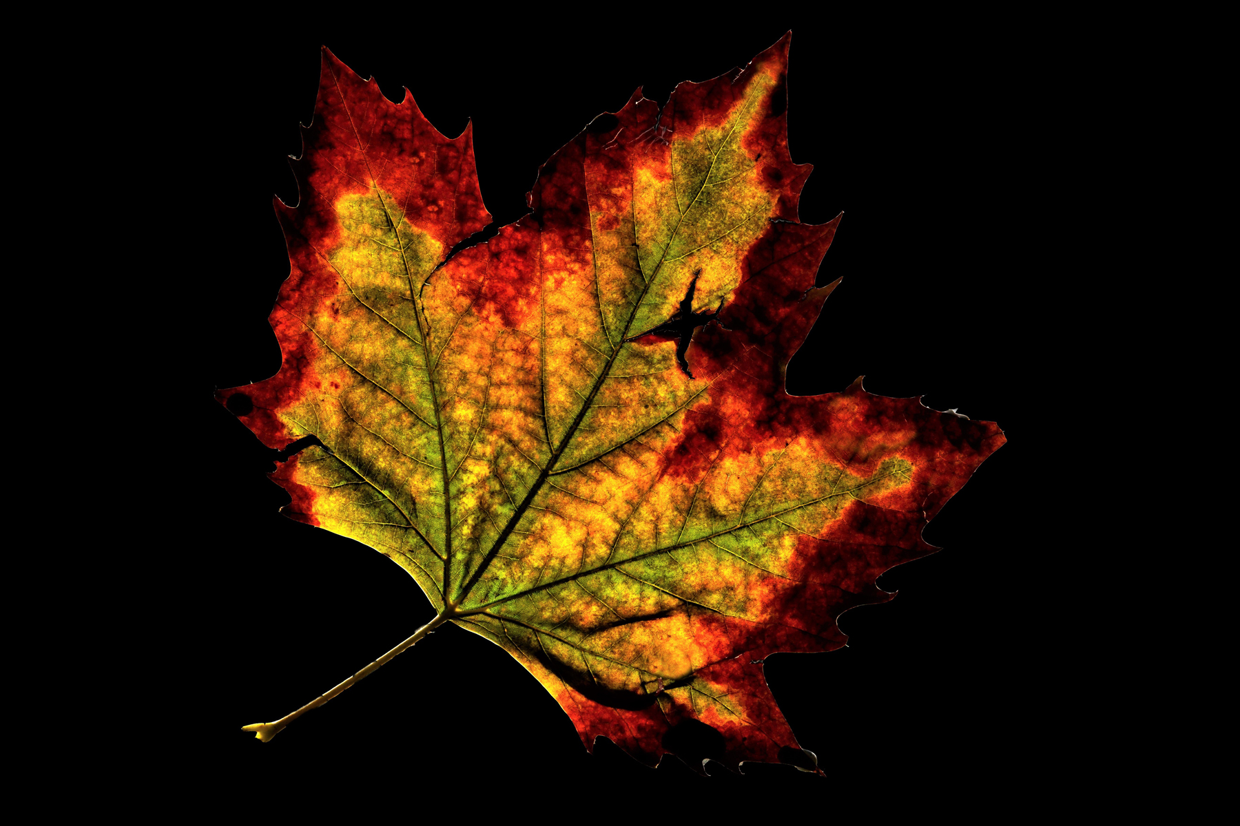 Autumn Leaf