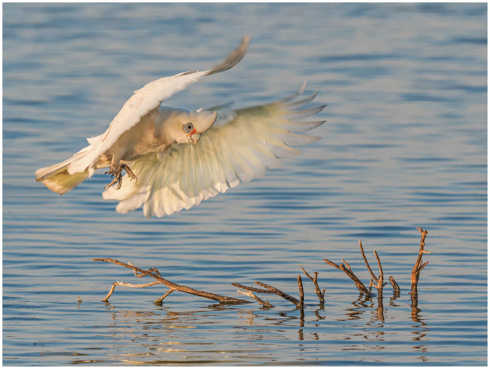 A Little Corella in Flight