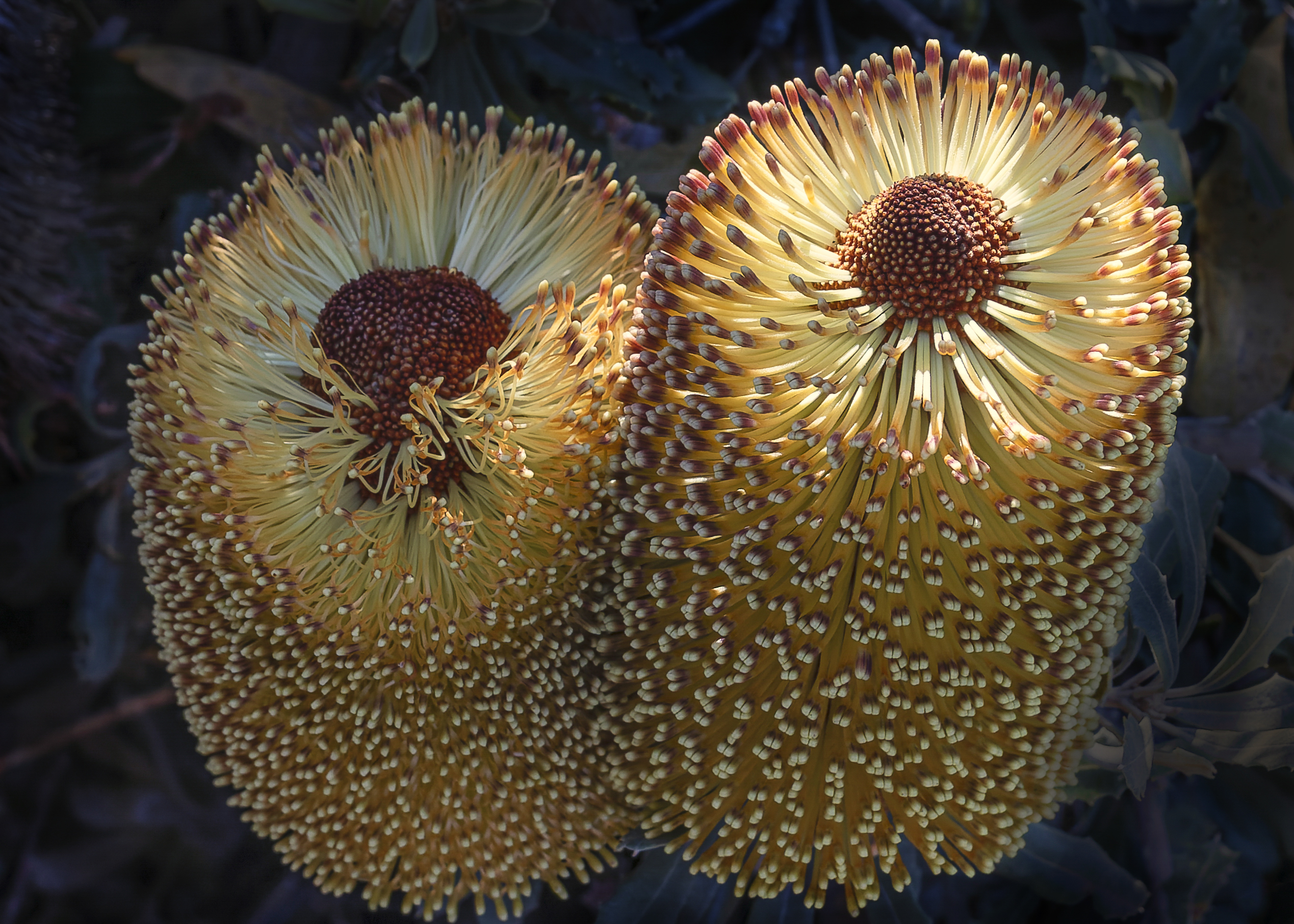 Acorn Banksia