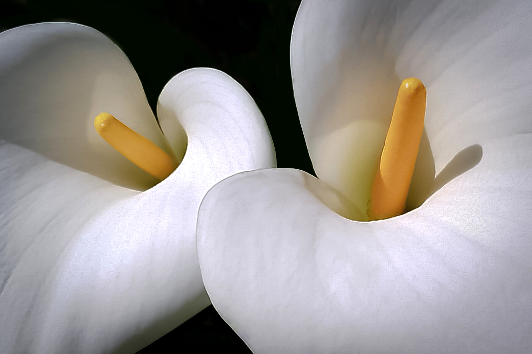 Arum Lilies