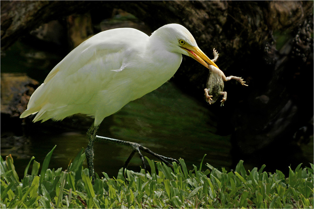 Bird, Eating Frog