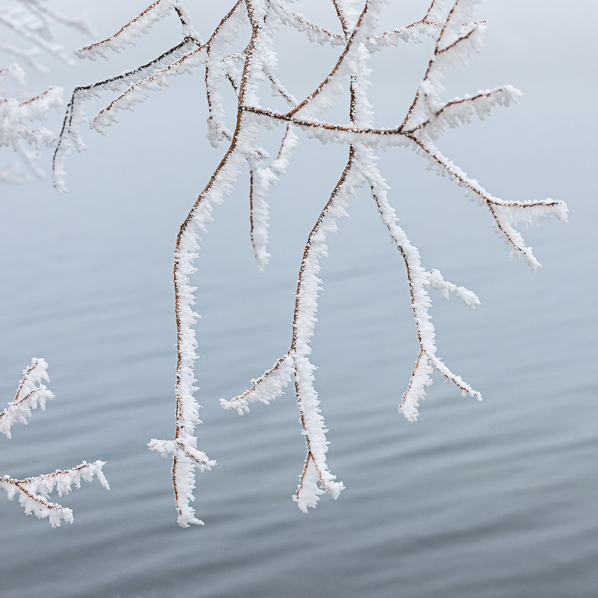 Birch Tree