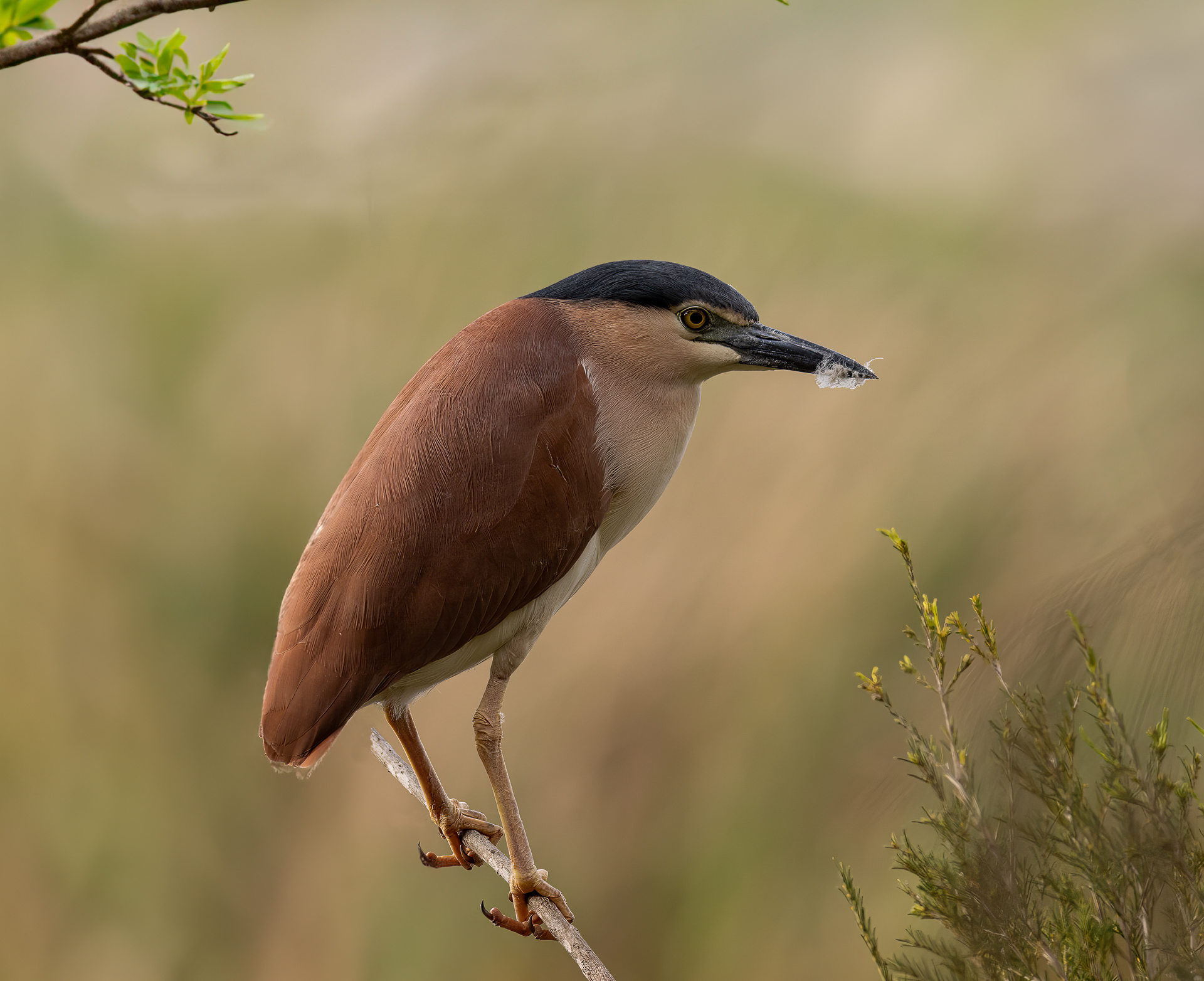 Black Crowned Night Heron