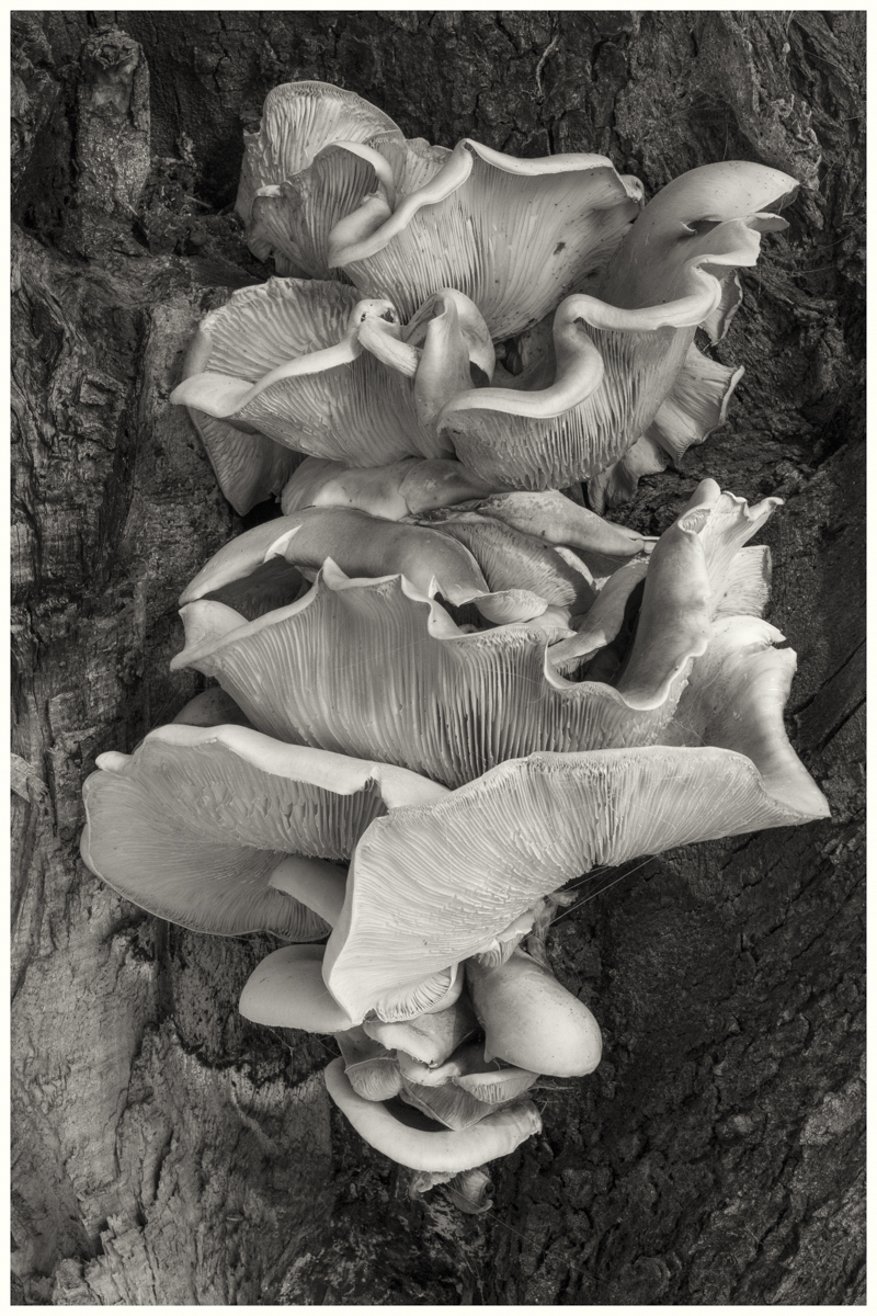 Bracket Fungus