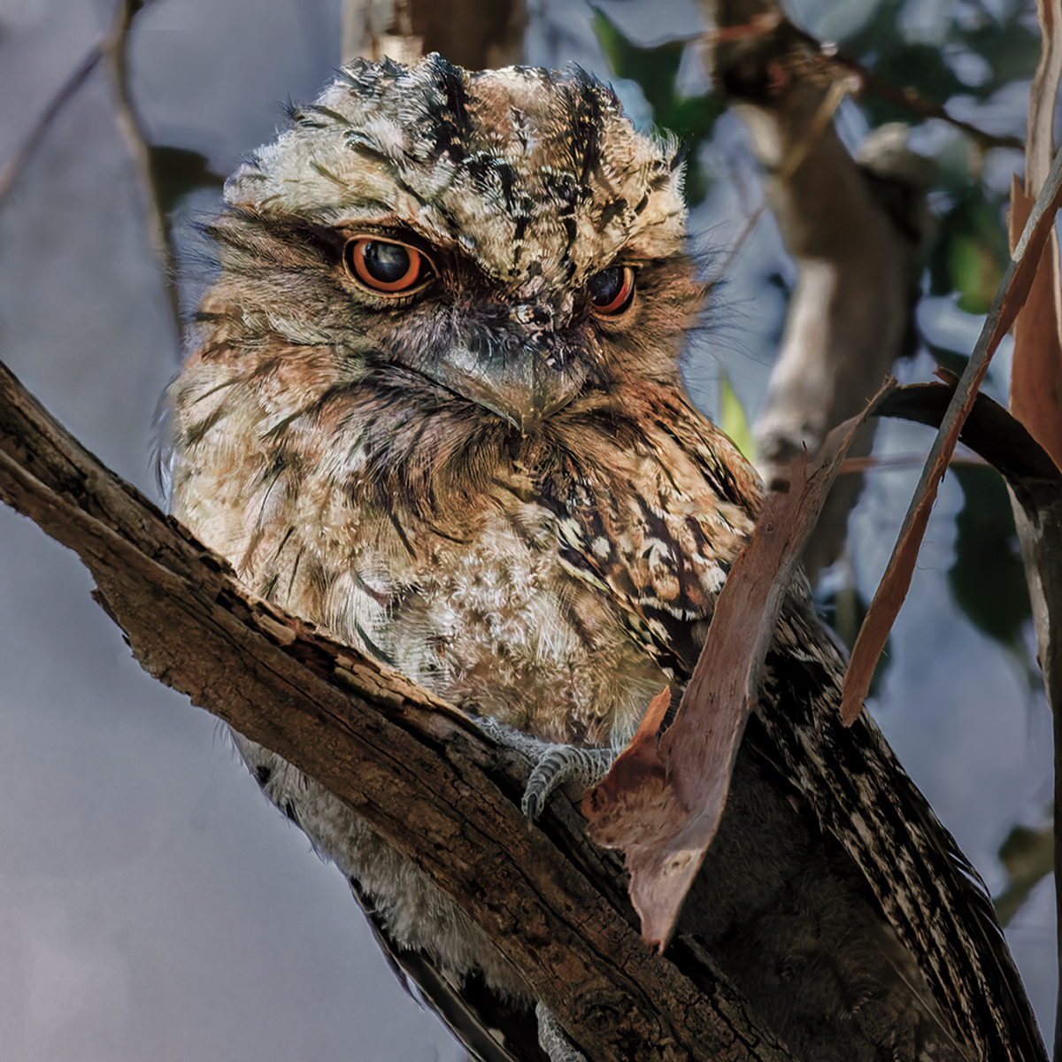 Bright Eyed Tawny Owl