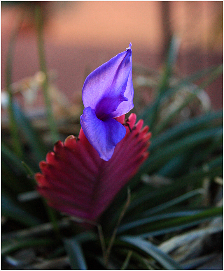 Bromeliad