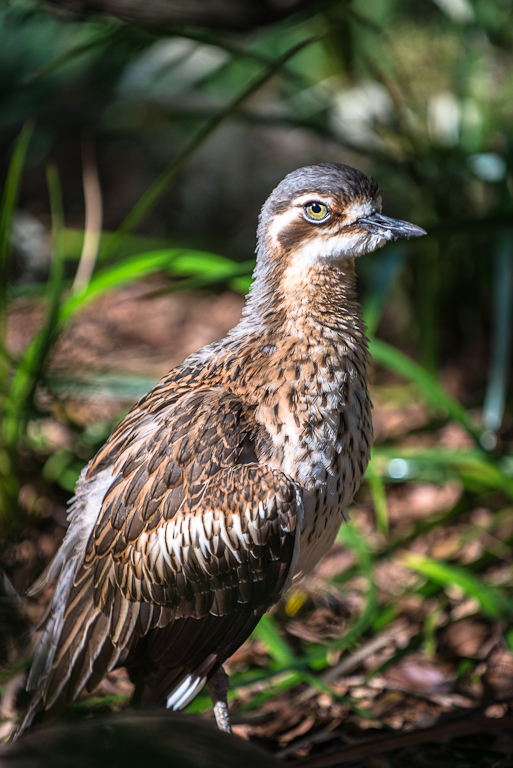 Bush Stone-Curlew