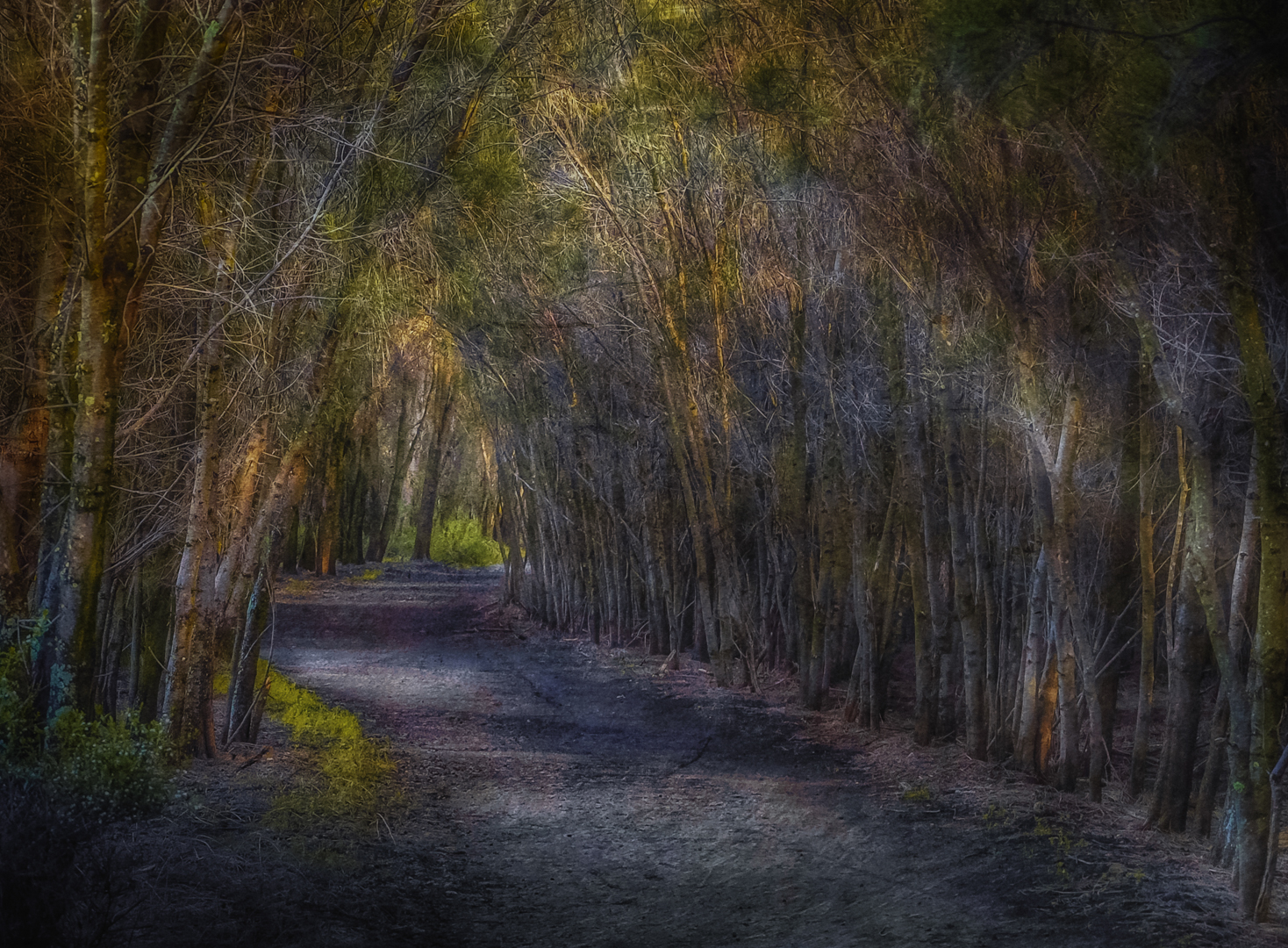 Bush Track