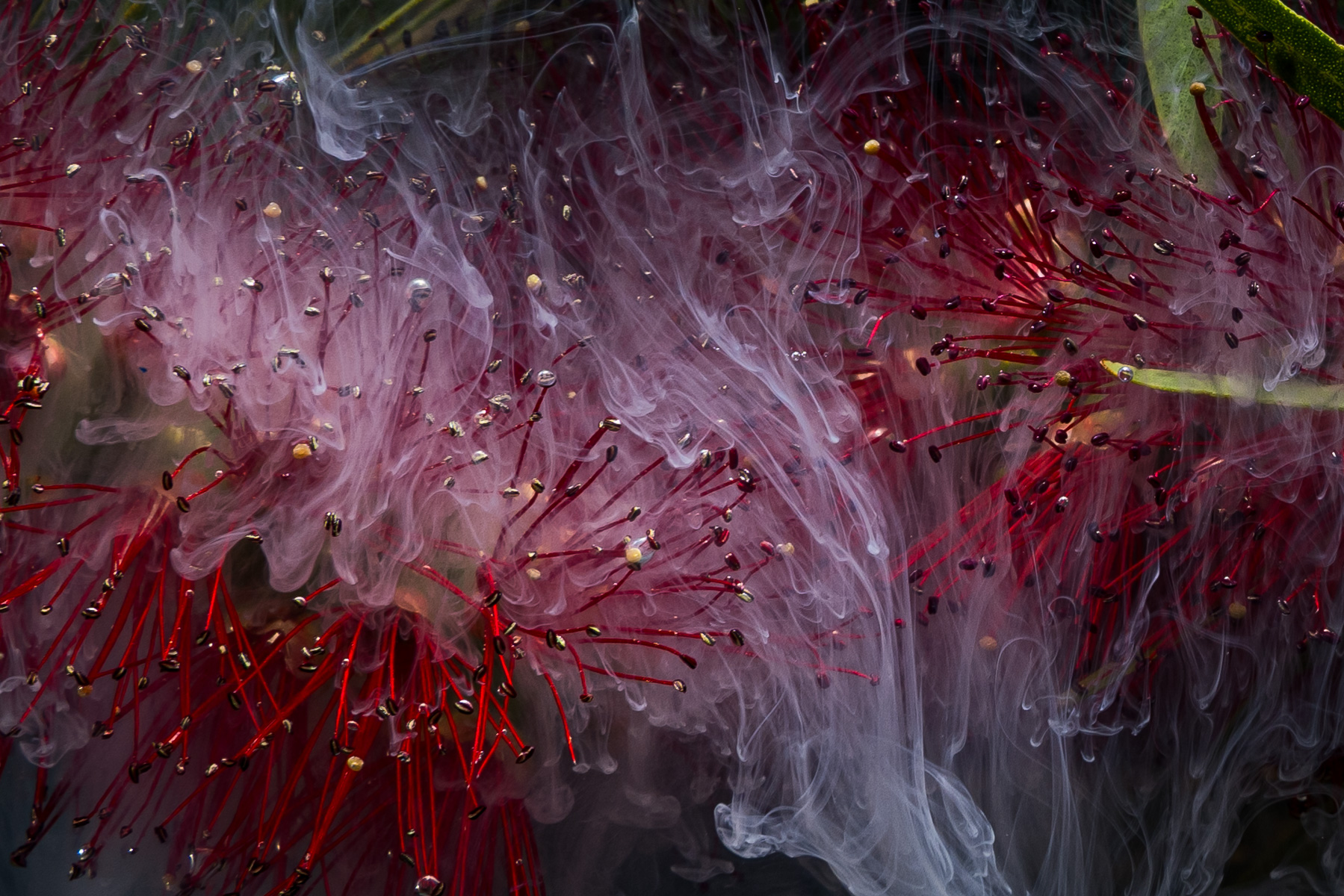 Callistemon in Milk
