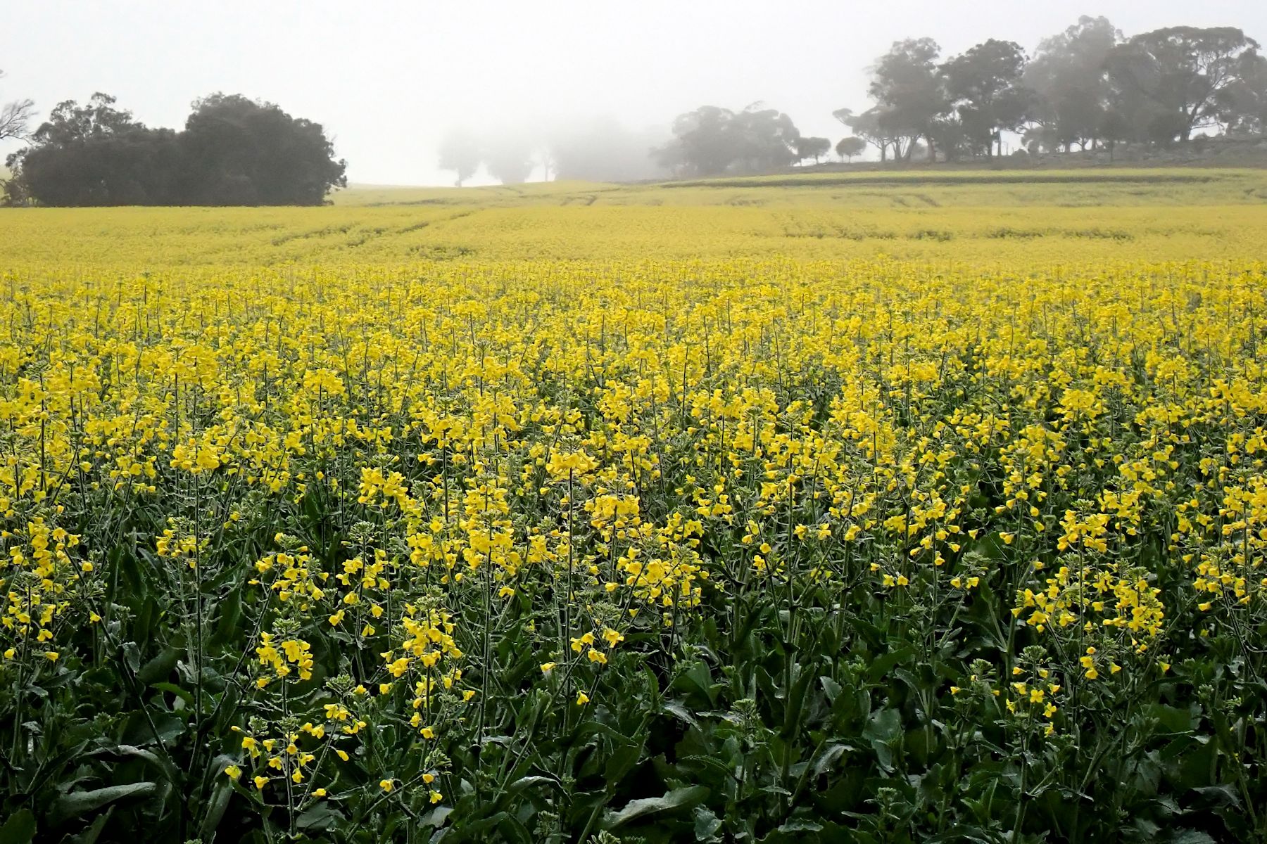 Canola