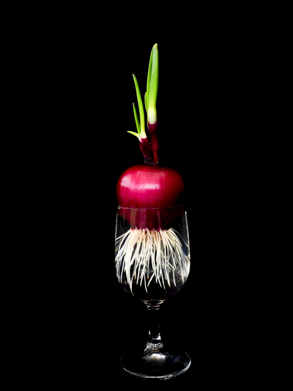 Cocktail Onion