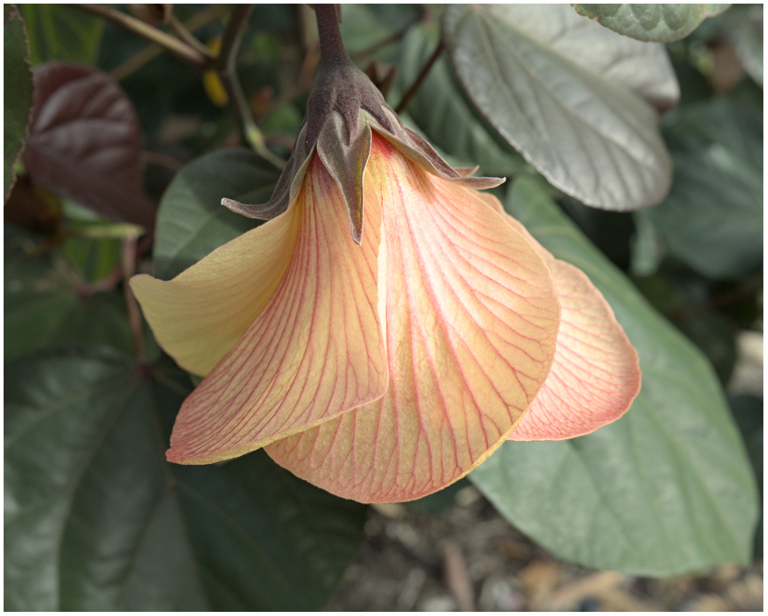 Cottonwood Hibiscus