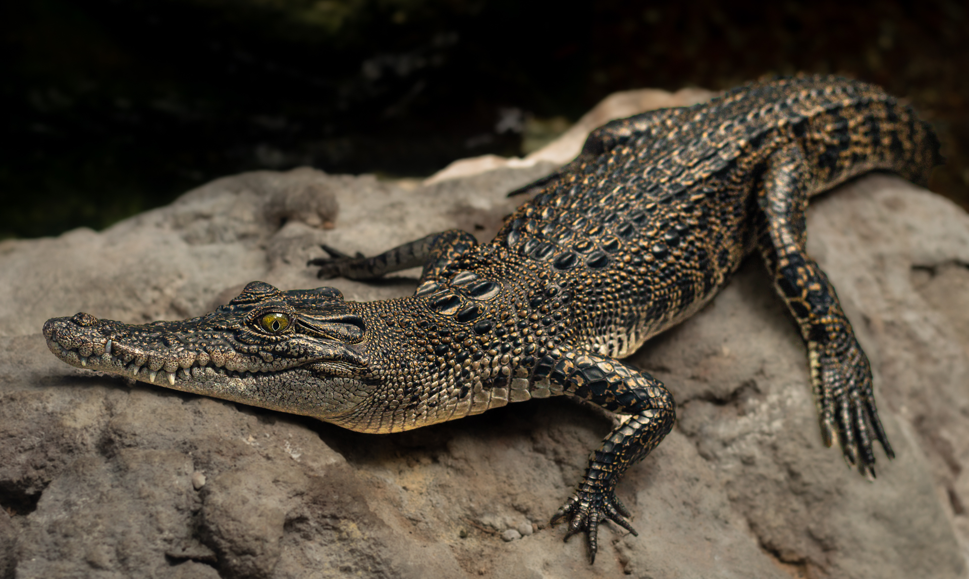 Croc on a Rock