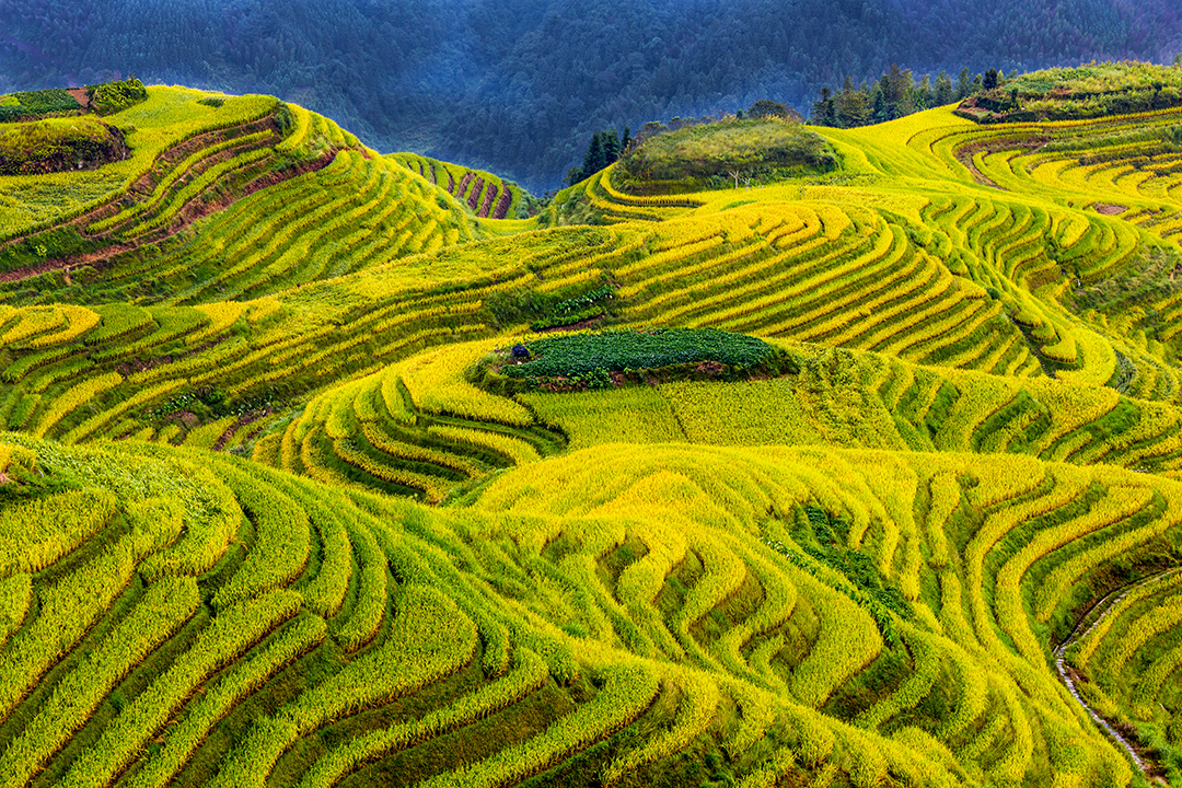 Curvaceous Rice Terraces