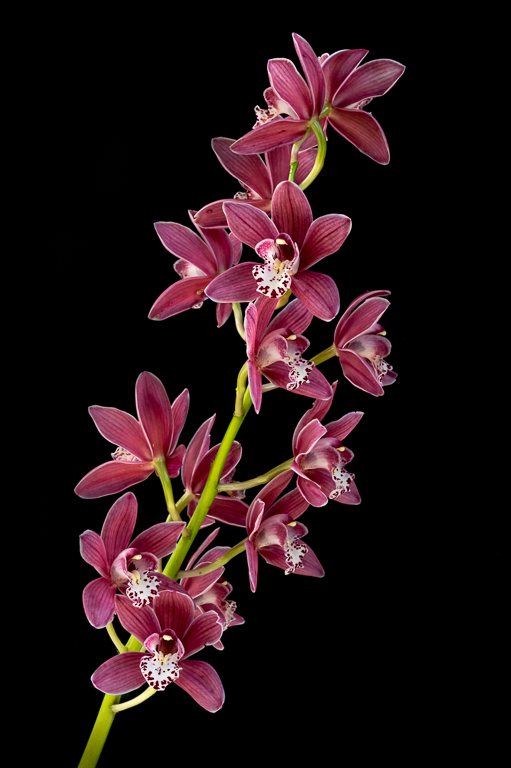 Cymbidium