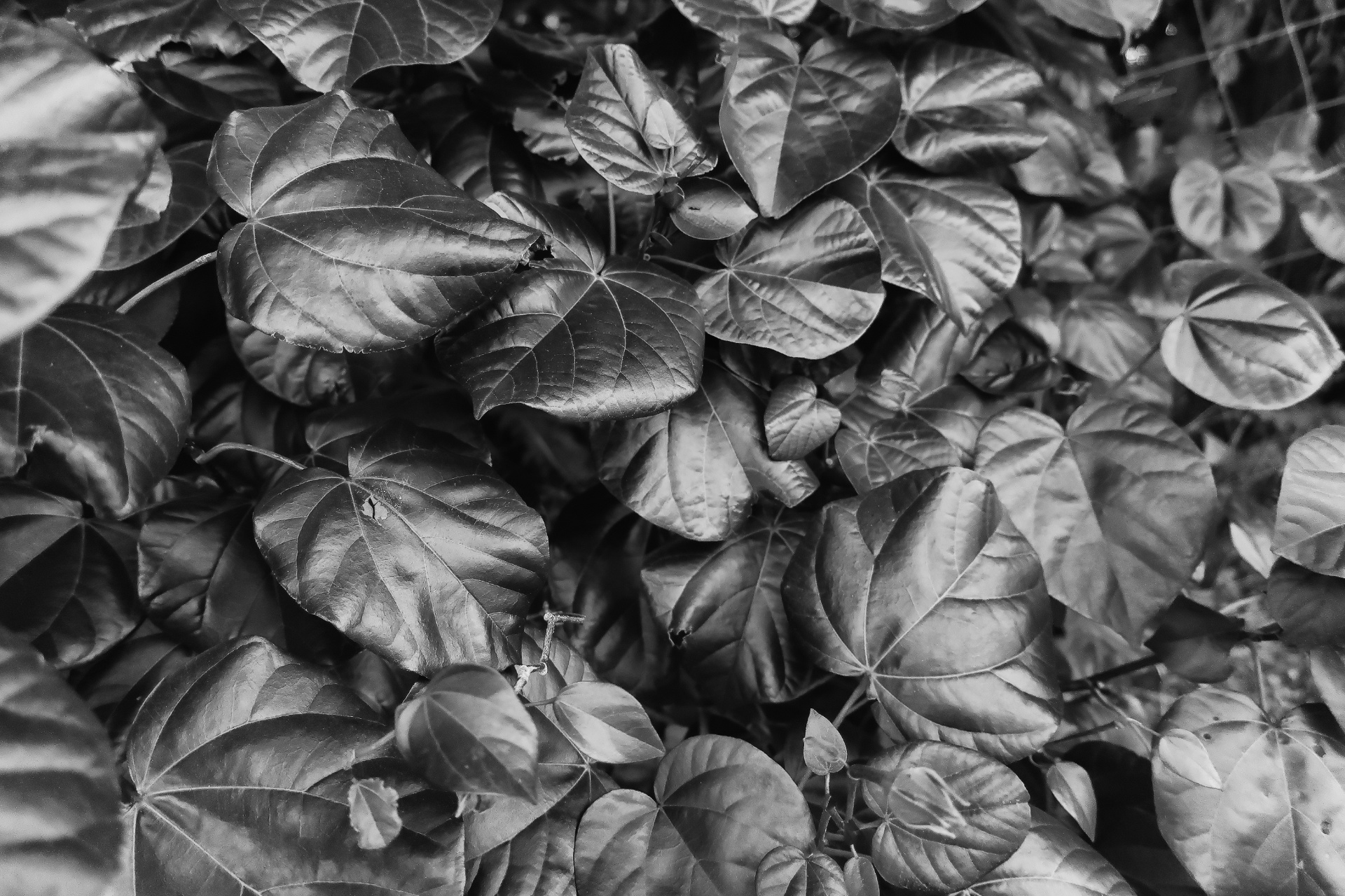 Dark Leaves