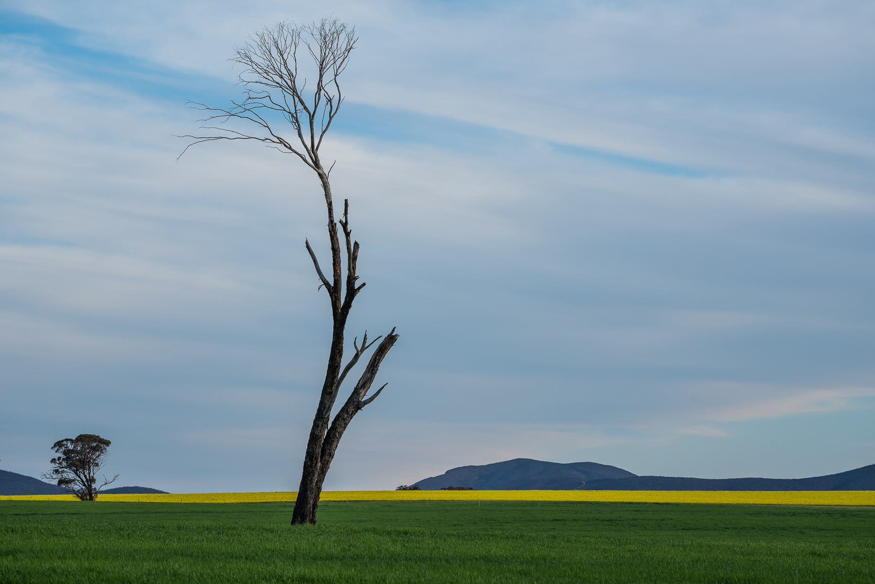 Dead Tree