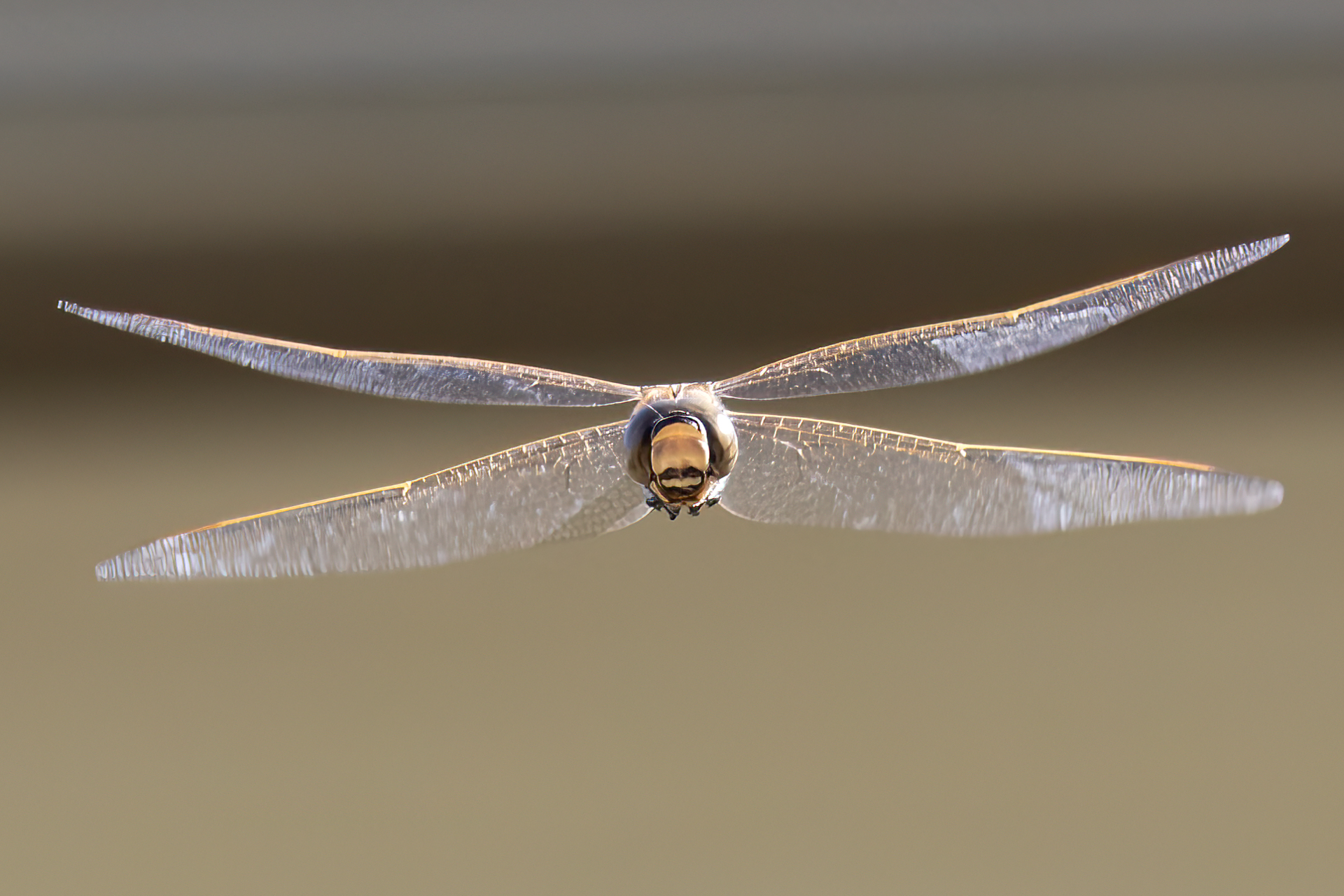 Divebombing Dragonfly