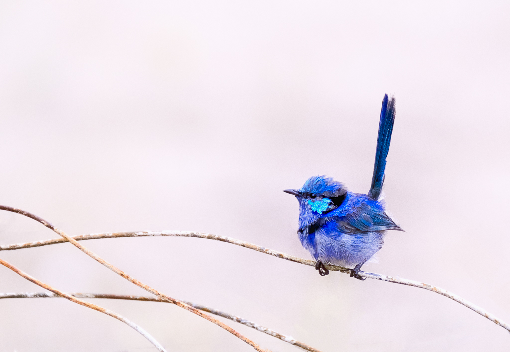 Fairy Wren