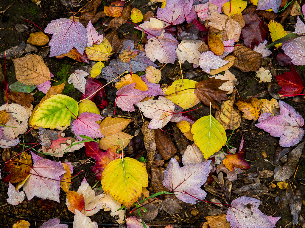 Fallen Leaves