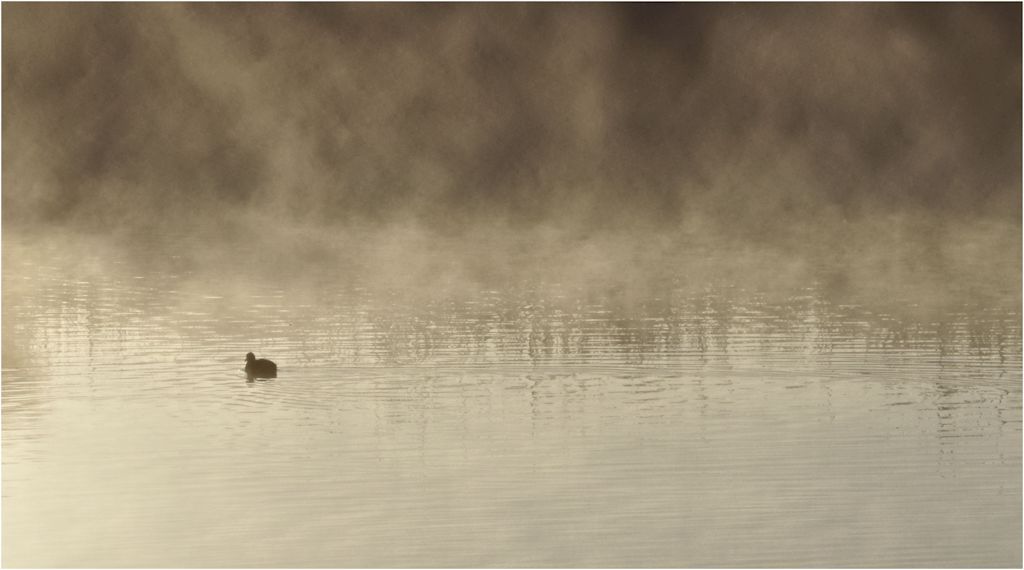 Fog on Lake