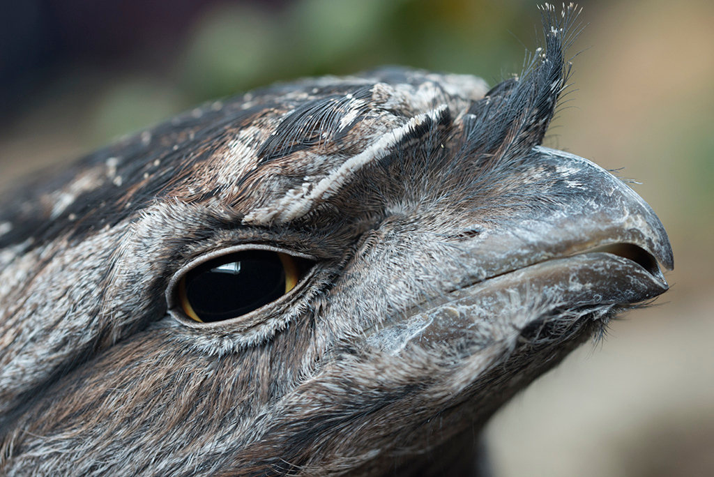 Frogmouth