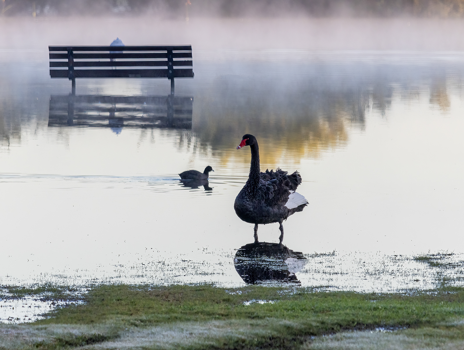 Frosty Morn at Herdsman Lake