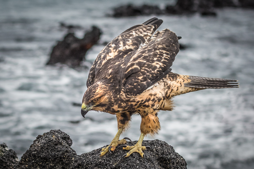 Galapagos Hawk