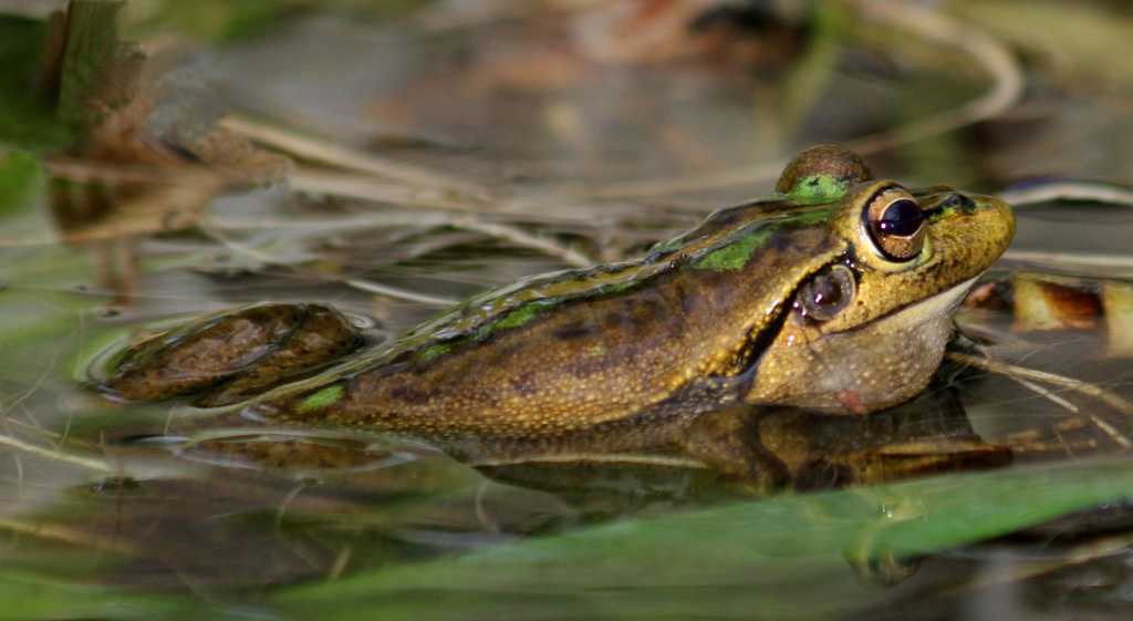 Garden Frog